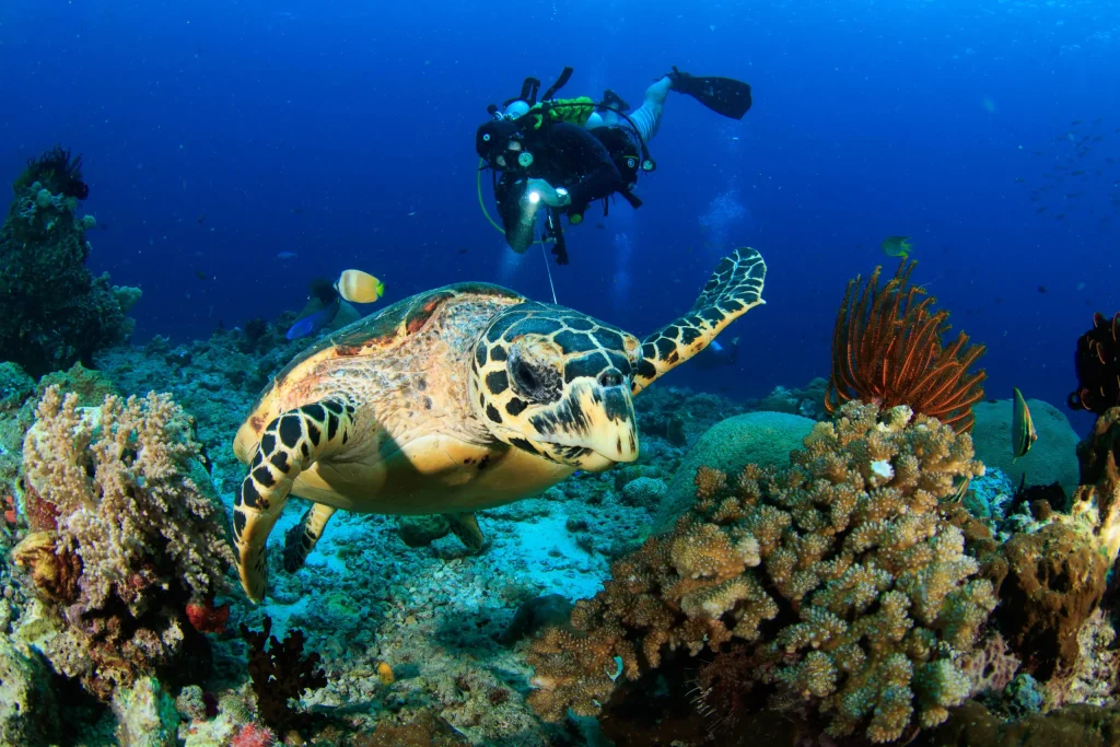 Spot Bawah Laut