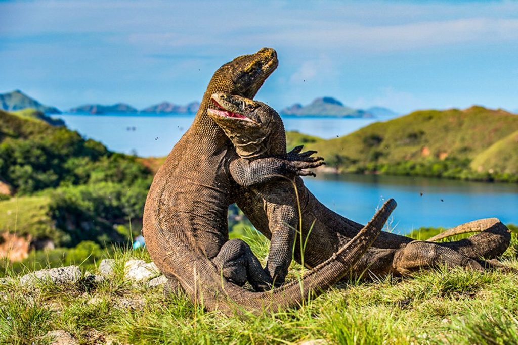 Keindahan Taman Nasional Komodo dan Ekosistem Satwa Purba yang Terlindungi