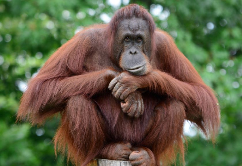Fakta Alam Tentang Pulau Borneo dan Satwa Endemik Orangutan